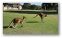 Yanchep National Park, north of Perth