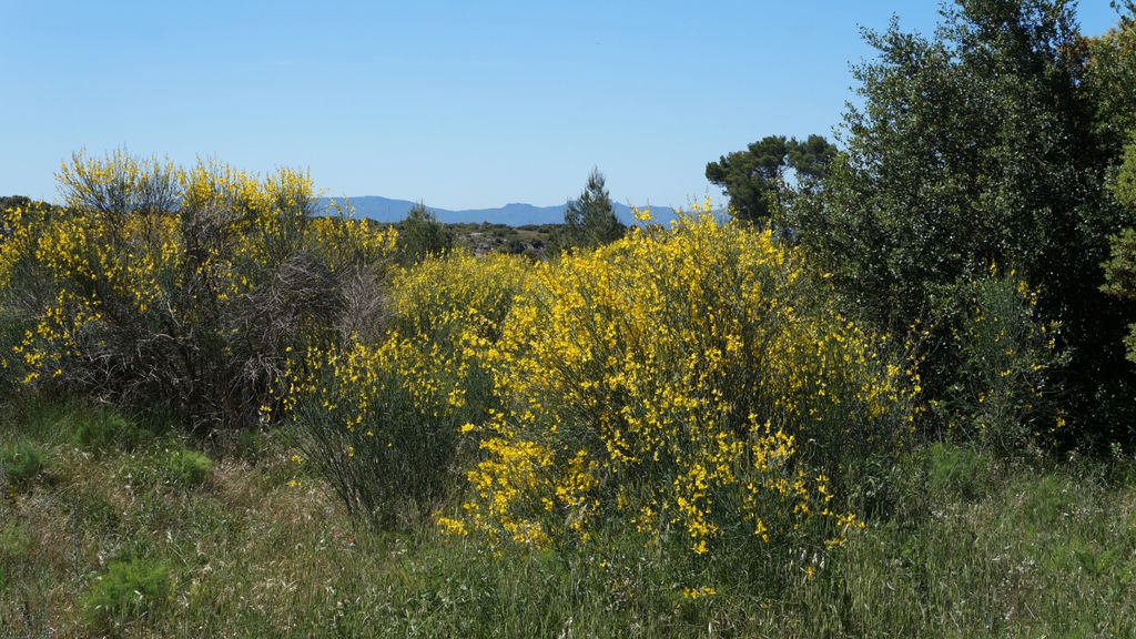 In the forest on the side of the St Victoire, Aix-en-Provence