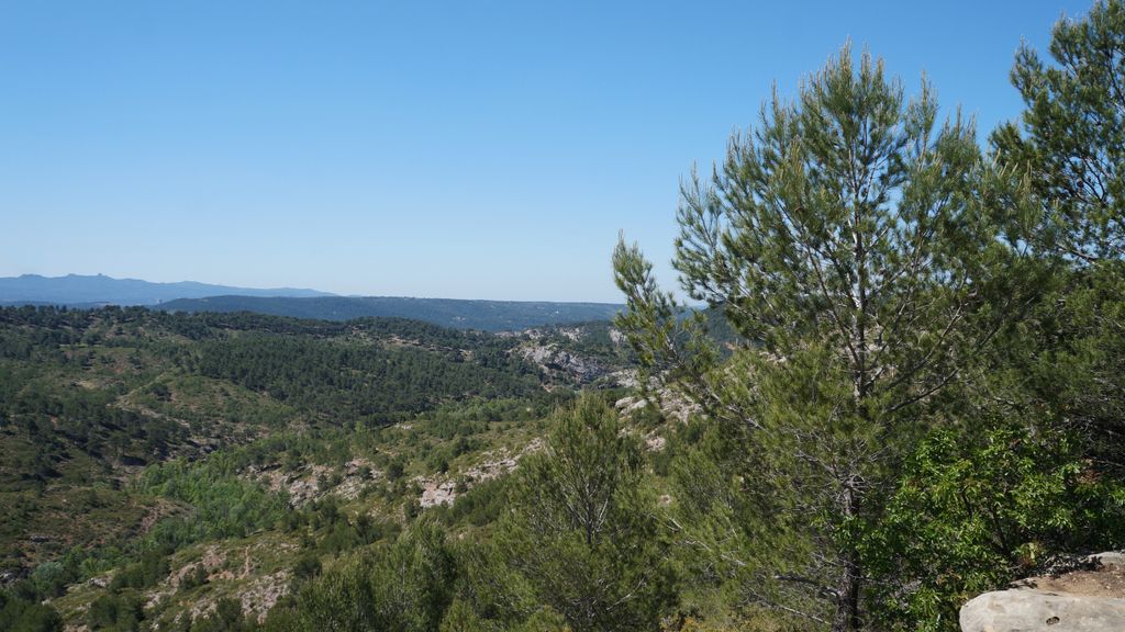 In the forest on the side of the St Victoire, Aix-en-Provence