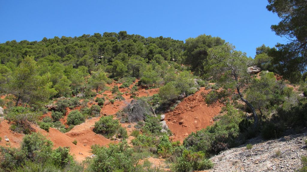 Forest on the slopes of the St Victoire mountain, by le Tholonet, nearby Aix-en-Provence