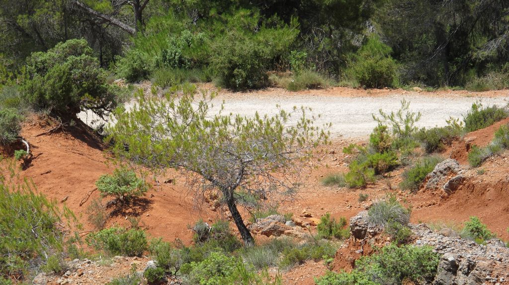 Forest on the slopes of the St Victoire mountain, by le Tholonet, nearby Aix-en-Provence