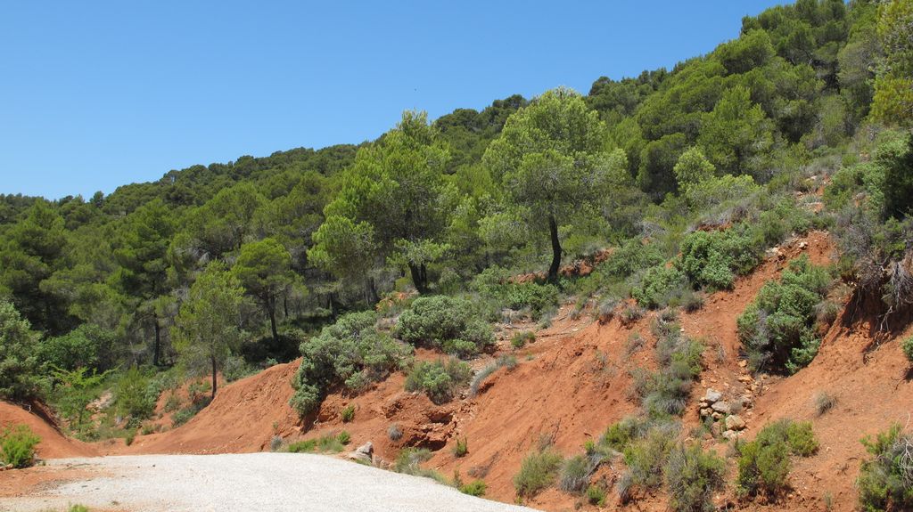 Forest on the slopes of the St Victoire mountain, by le Tholonet, nearby Aix-en-Provence