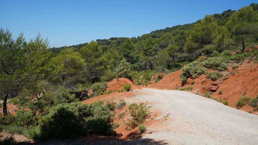 Forest on the St. Victoire by Le Tholonet, nearby Aix-en-Provence