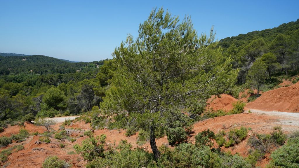 Forest on the St. Victoire by Le Tholonet, nearby Aix-en-Provence