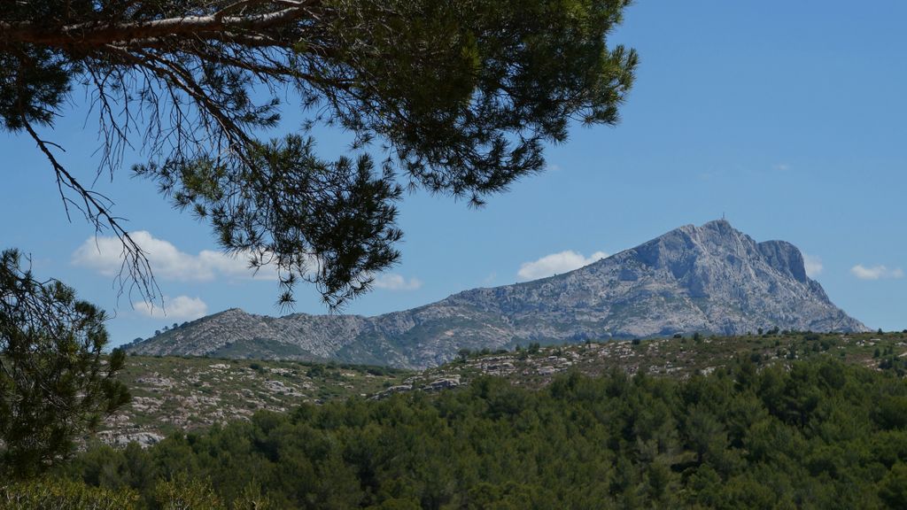 Forest on the St. Victoire by Le Tholonet, nearby Aix-en-Provence