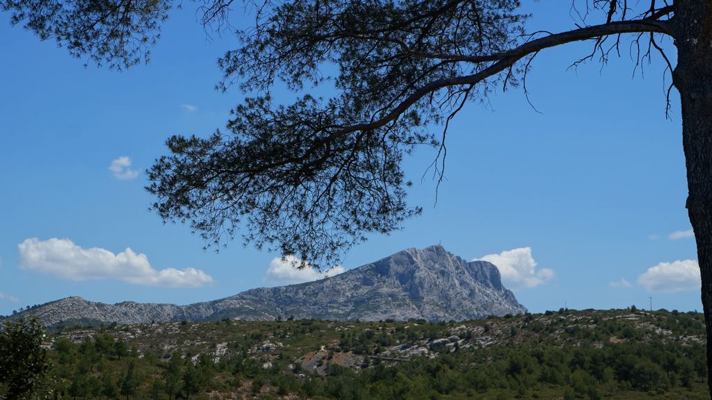 Forest on the St. Victoire by Le Tholonet, nearby Aix-en-Provence