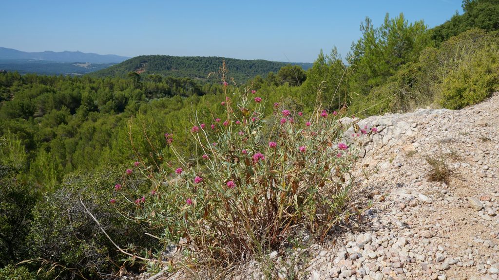 In the forest around the St. Victoire, Aix-en-Provence