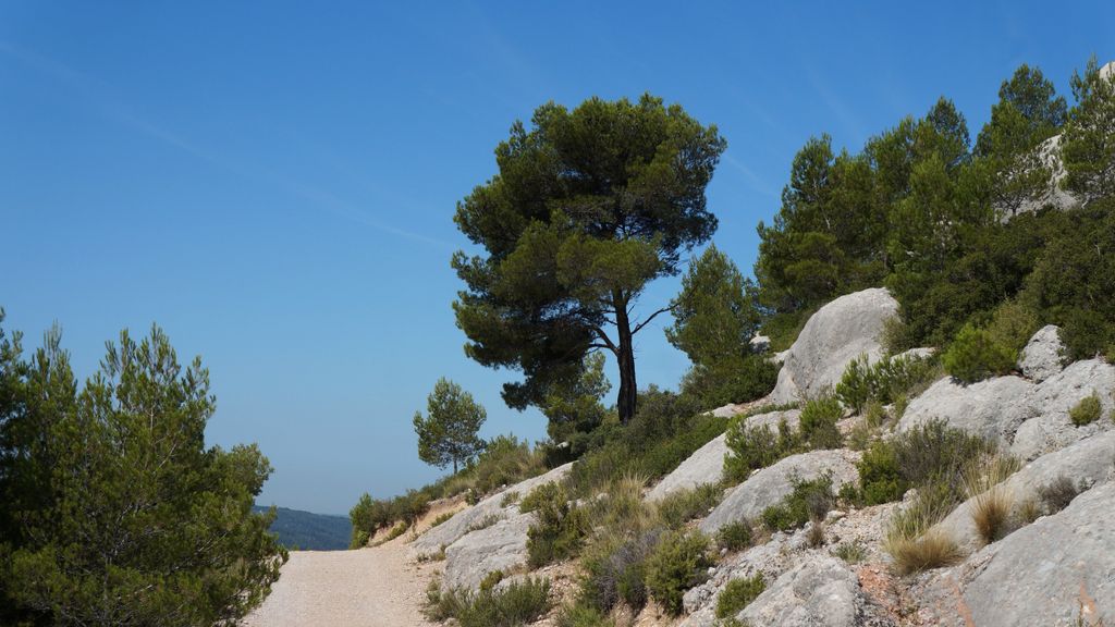In the forest around the St. Victoire, Aix-en-Provence