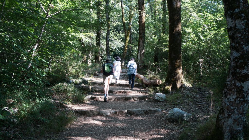 Forest by Sainte-Baume, Provence