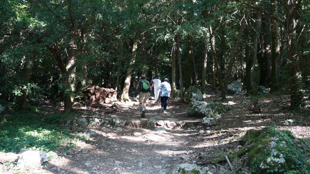 Forest by Sainte-Baume, Provence