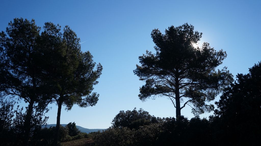 On the hillside of the St. Victoire