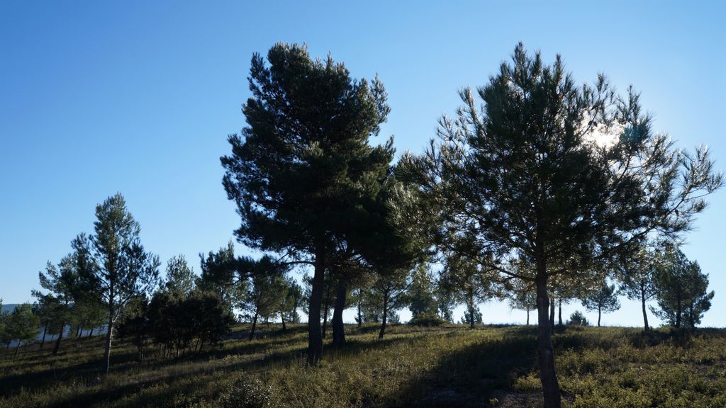 The long shadows of the winter sun... (On the hillside of the St. Victoire)