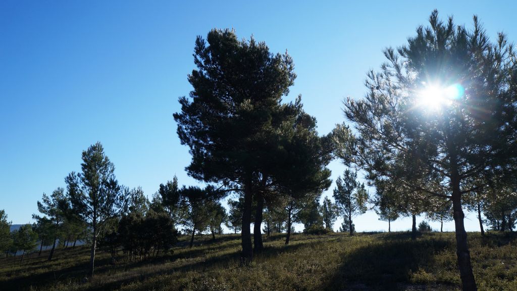 The long shadows of the winter sun... (On the hillside of the St. Victoire)