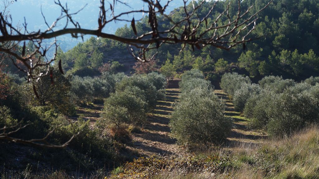 On the hillside of the St. Victoire