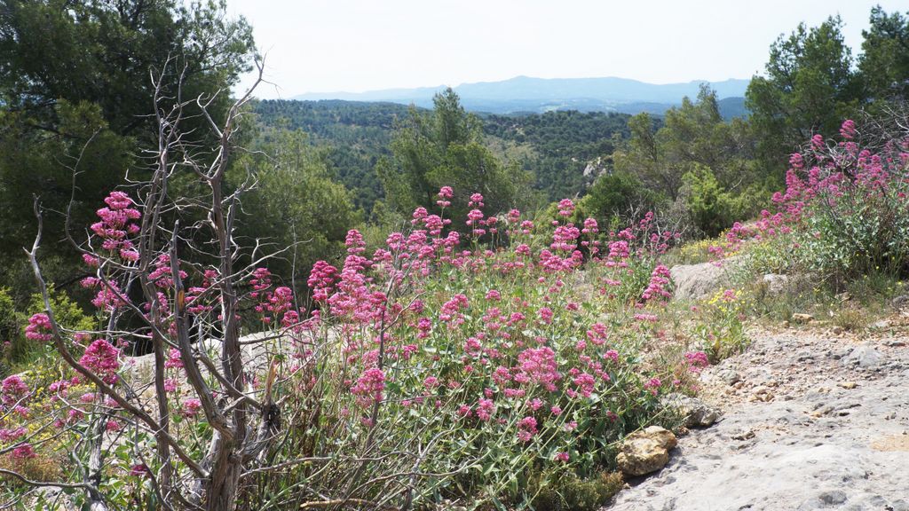 The forest of the St. Victoire, with spring colours