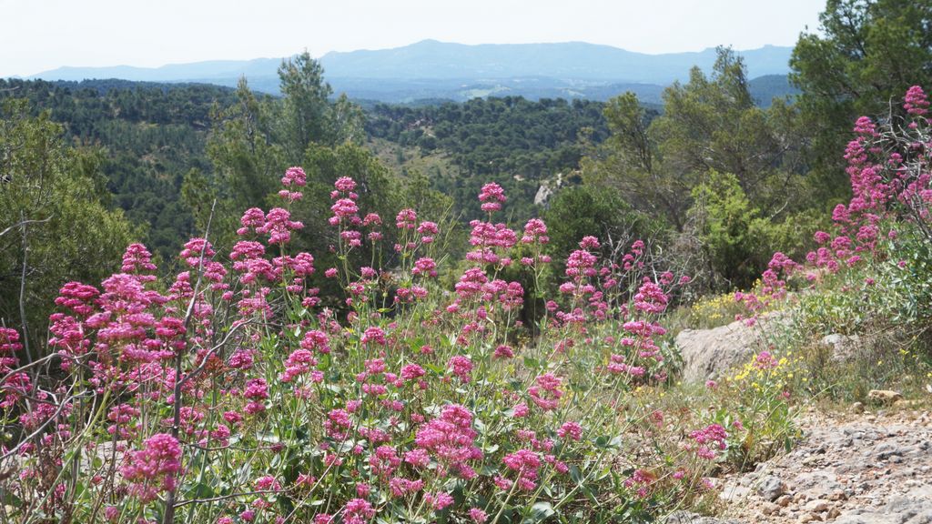 The forest of the St. Victoire, with spring colours