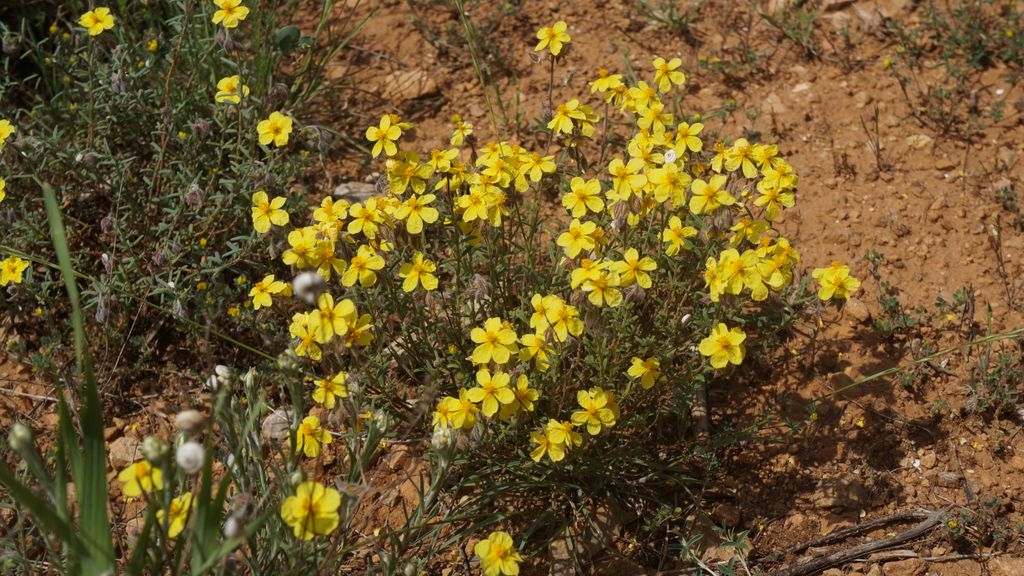 The forest of the St. Victoire, with spring colours