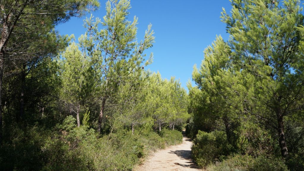 Late summer on the slopes of the Sainte Victoire, Aix-en-Provence