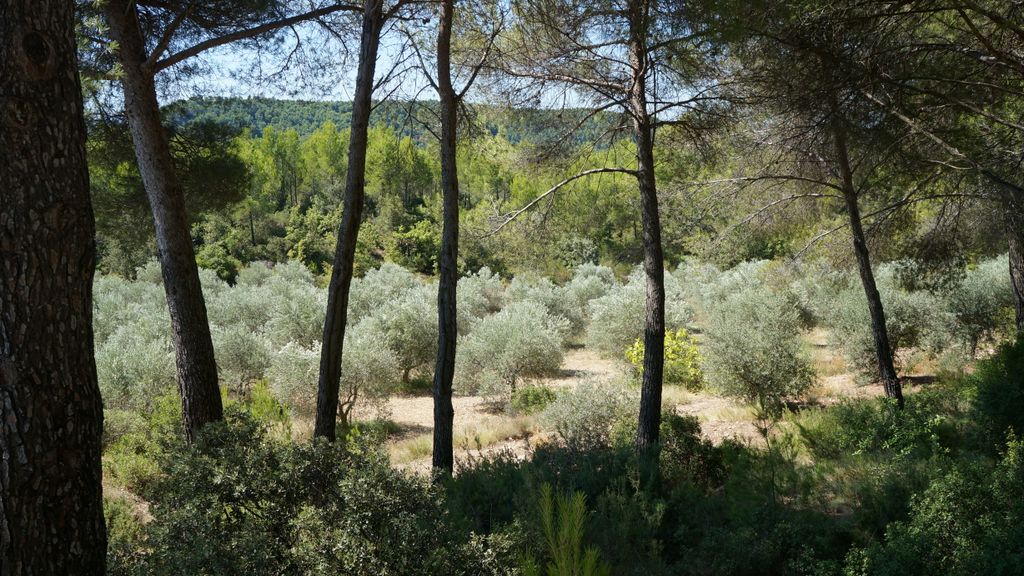 Late summer on the slopes of the Sainte Victoire, Aix-en-Provence