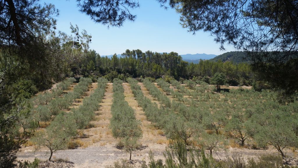 On the slopes of the St. Victoire, nearby Aix-en-Provence