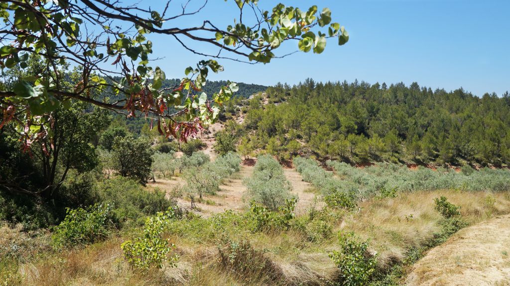On the slopes of the St. Victoire, nearby Aix-en-Provence