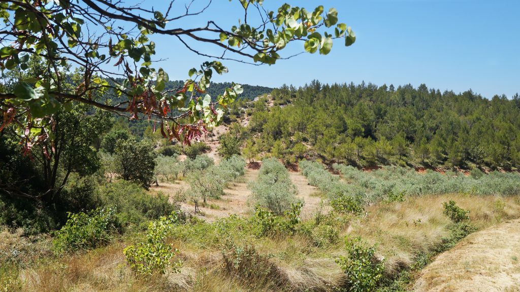 On the slopes of the St. Victoire, nearby Aix-en-Provence