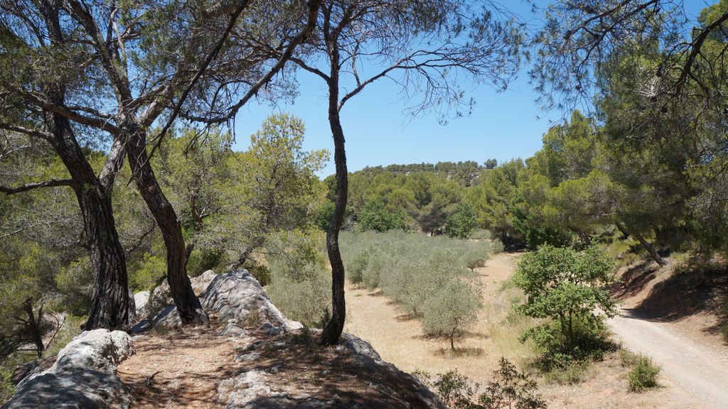 On the slopes of the St. Victoire, nearby Aix-en-Provence