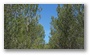 bIn the forest on the side of the St Victoire, Aix-en-Provence