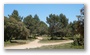 In the forest on the side of the St Victoire (Plateau de Bibémus), Aix-en-Provence