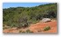 Forest on the slopes of the St Victoire mountain, by le Tholonet, nearby Aix-en-Provence