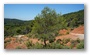 Forest on the St. Victoire by Le Tholonet, nearby Aix-en-Provence