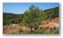 Forest on the St. Victoire by Le Tholonet, nearby Aix-en-Provence