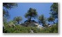 Forest on the St. Victoire by Le Tholonet, nearby Aix-en-Provence