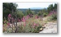 The forest of the St. Victoire, with spring colours