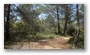 The forest of the St. Victoire, with spring colours