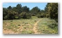 The forest of the St. Victoire, with spring colours