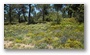The forest of the St. Victoire, with spring colours