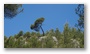 Forest around the St. Victoire, Aix-en-Provence