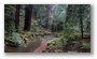 Redwood Forest (Muir Woods National Monument),  nearby San Francisco