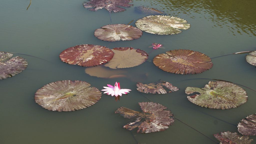 Fairly Lake Botanical Garden, Shenzhen, China