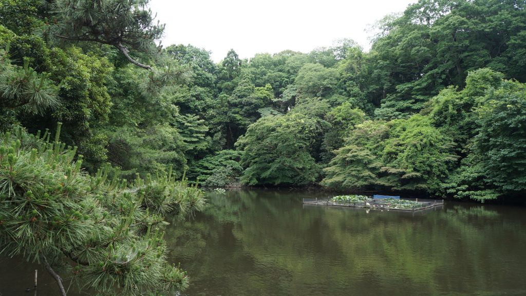 Meiji Shrine Inner Garden, Tokyo, Japan