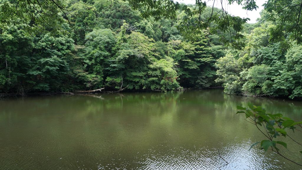 Meiji Shrine Inner Garden, Tokyo, Japan