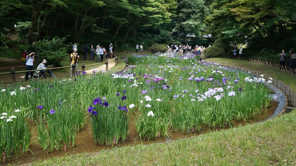 Meiji Shrine Inner Garden, Tokyo, Japan