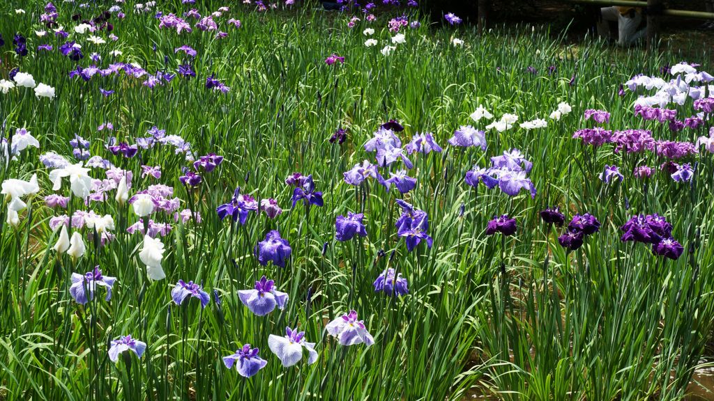 Meiji Shrine Inner Garden, Tokyo, Japan